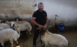 Başıboş köpekler çiftlikte dehşet saçtı