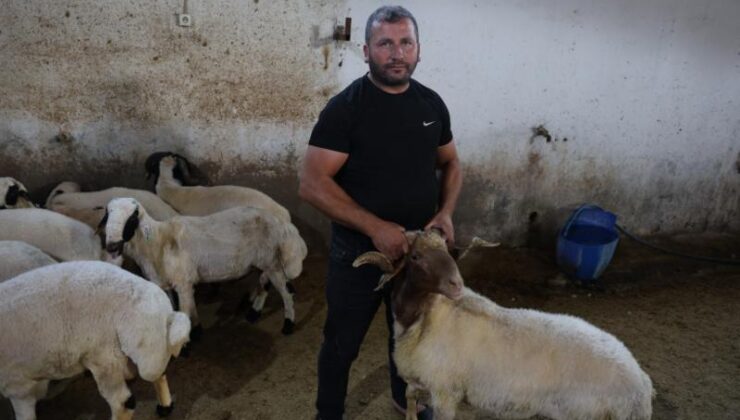 Başıboş köpekler çiftlikte dehşet saçtı