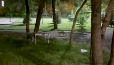 Aç kalan tilki şehre indi