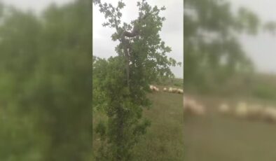 Elazığ’da ağaçta 2,5 metrelik dev yılan görüldü