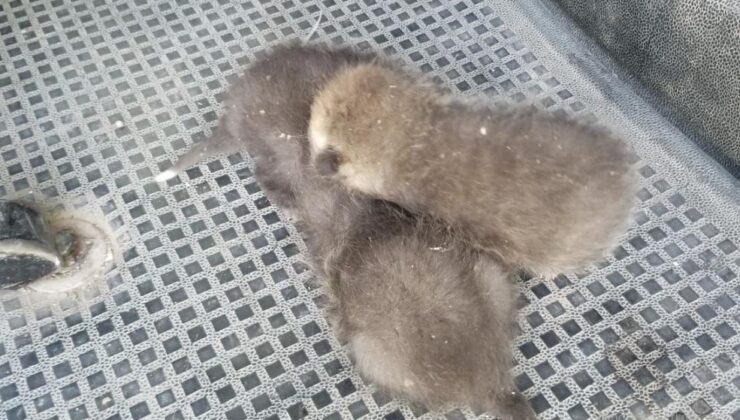 Anneleri telef olan 3 tilki yavrusu su arkında bulundu