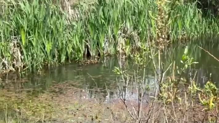 Atletizm sahasında dünyaya gelen ördekler doğaya bırakıldı