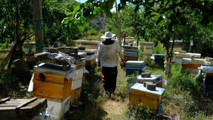 Bal arılarının yayla yolculuğu başladı