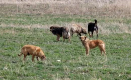 Başıboş köpek düzenlemesinin detayları belli oldu