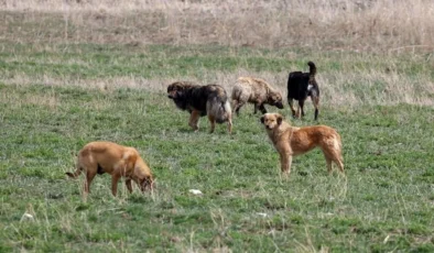 Başıboş köpek düzenlemesinin detayları belli oldu
