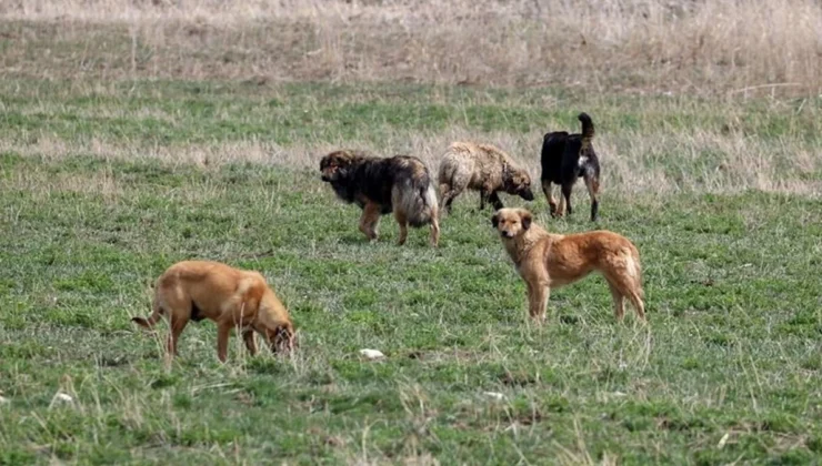 Başıboş köpek düzenlemesinin detayları belli oldu