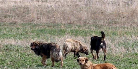 Başıboş köpekler için çözüm arayışları sürüyor