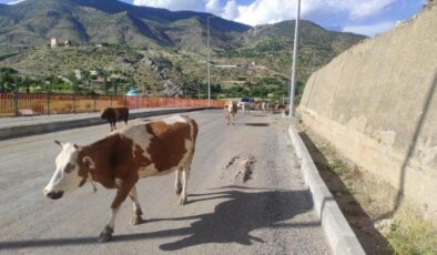 Başıboş inekler, sürücülere zor anlar yaşatıyor