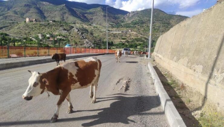 Başıboş inekler, sürücülere zor anlar yaşatıyor