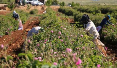 Berdan Mardini’nin memleketinde kurduğu fabrikada işlenecek güllerin hasadı başladı