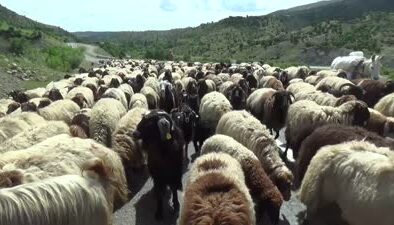 Muşlu besicilerin yaylalara yolculuğu başladı