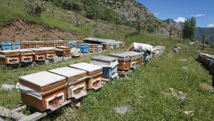 Beytüşşebap’ta arılar kış uykusundan uyandı, üretici verimden umutlu