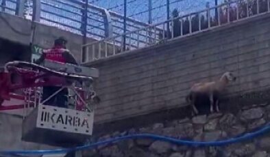 Bingöl’de istinat duvarında mahsur kalan koyun kurtarıldı