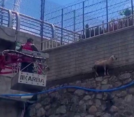 Bingöl’de istinat duvarında mahsur kalan koyun kurtarıldı