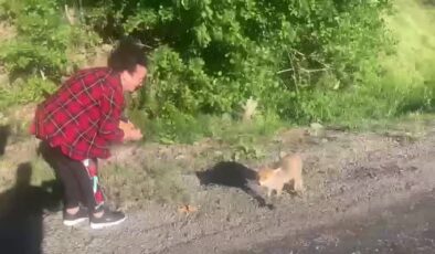 Bir kadının bisküviyle beslediği kızıl tilkiyle sohbeti gülümsetti