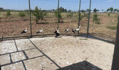 Bismil’de ayağı sakatlanmış leylek koruma altına alındı