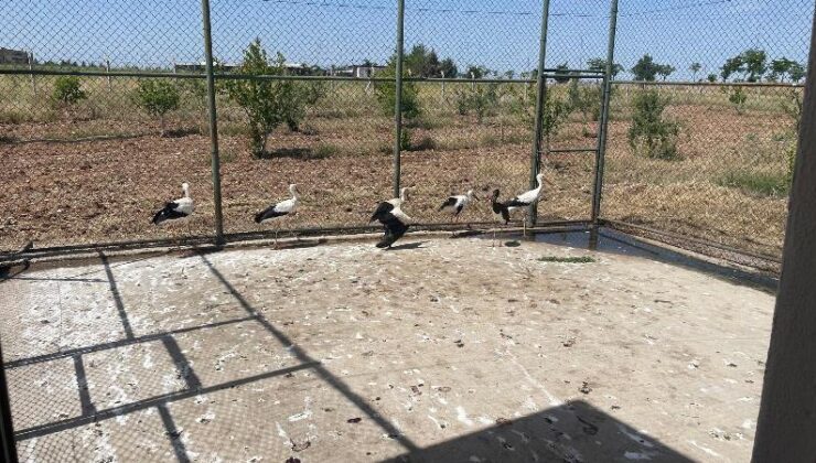 Bismil’de ayağı sakatlanmış leylek koruma altına alındı