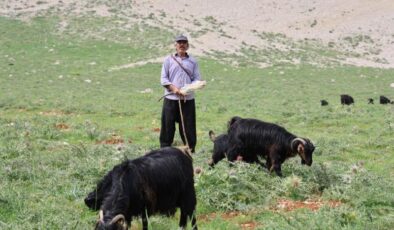 Çobanın 6 aylık yayla serüveni