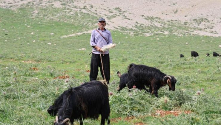 Çobanın 6 aylık yayla serüveni