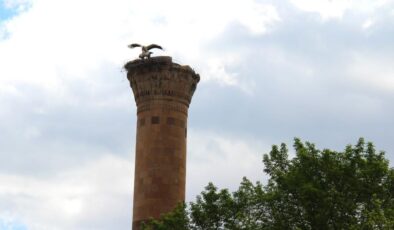 Depremde yıkılan minareye leylek yuva yaptı