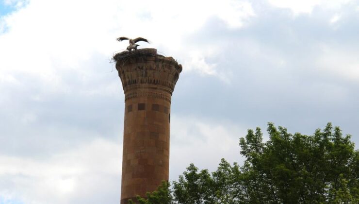 Depremde yıkılan minareye leylek yuva yaptı