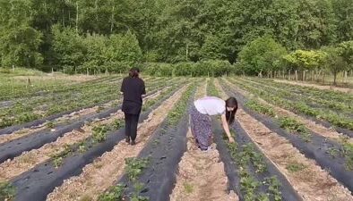 Destekle kurulan bahçeden müşteriler satın alacakları çilekleri kendileri topluyor