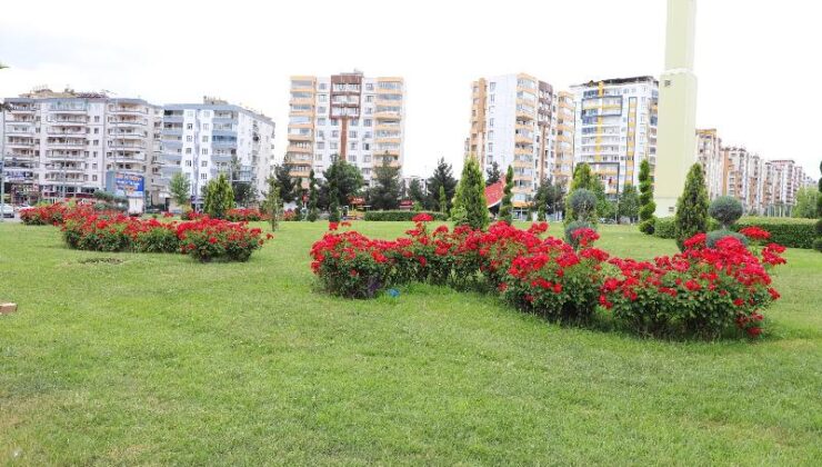 Diyarbakır’da 4 bin gül park ve refüjlerde açtı