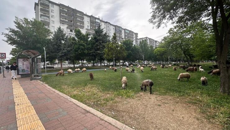 Diyarbakır’da Kurbanlıklar kent merkezinde parklarda otlanıyor