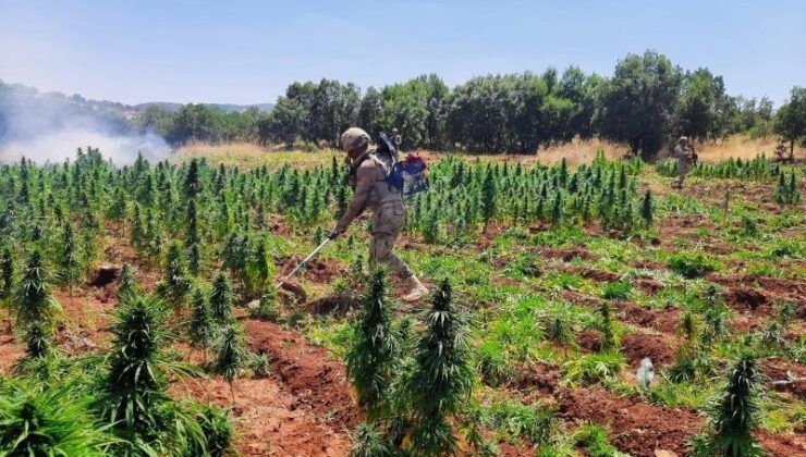 Diyarbakır’da büyük kenevir operasyonu