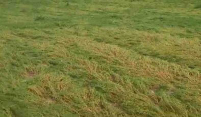 Diyarbakır’da dolu yağışı ekili arazilere zarar verdi