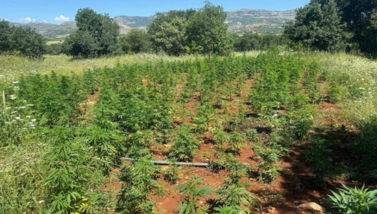 Diyarbakır’da kenevir operasyonu: 102 bin kök ele geçirildi