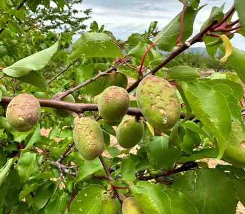 Dolu, kayısı ağaçlarına zarar verdi