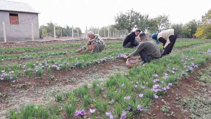 Dünyanın en pahalı baharatını ekti, kilosunu 200 bin liradan satıyor