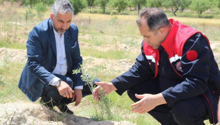 Elazığ’da Amerikan tuz çalısı başarı sağladı