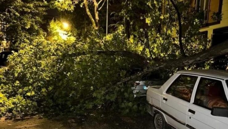 Elazığ’da fırtına, araçların üzerine ağaç devrildi