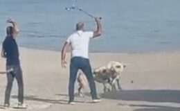Köpek kavgası vatandaşlarca ayırıldı