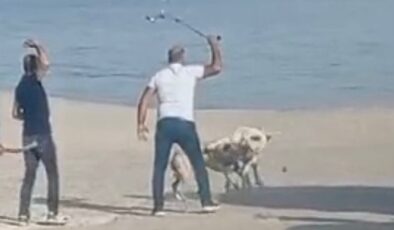 Köpek kavgası vatandaşlarca ayırıldı