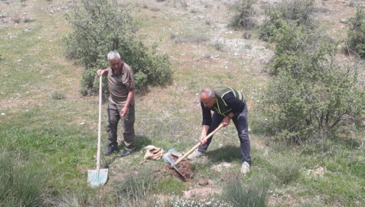 Elazığ’da salep soğanı toplayan 8 kişiye 3 milyon 100 bin lira ceza