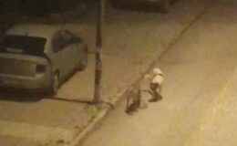 Elazığ’da sokak köpekleri kediyi parçaladı