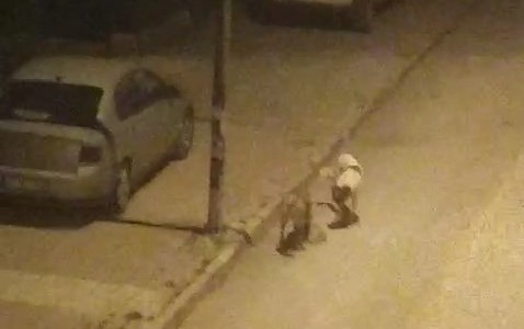 Elazığ’da sokak köpekleri kediyi parçaladı