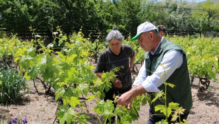 Erzincan’da bağlarda kontroller sürüyor