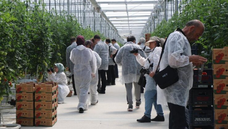 Erzincan’da jeotermal serada üretilen domatesin ilk hasadına başlandı
