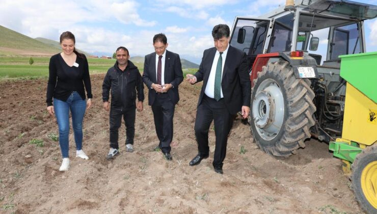 Erzurum’da mor patates ekimi gerçekleştirildi