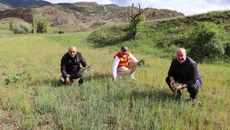 Erzurum’un dağlarında yemlik bereketi