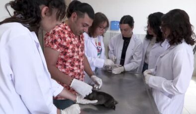 Diyarbakır’da Garip isimli kurt yavrusuna süt anne aranıyor