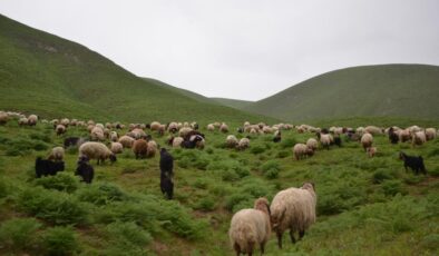 Göçerler Faraşin Yaylası’na ulaştı