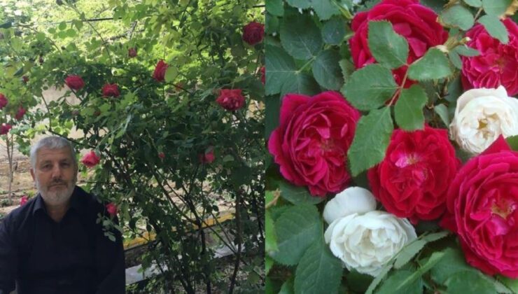 Malatya’da gül reçeli sezonu başladı