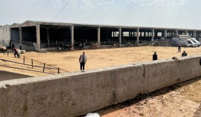 Diyarbakır’da kurbanlık fiyatları el yakıyor
