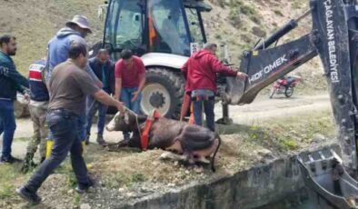 HES kanalına düşen dana uzun uğraşlar sonucu kurtarıldı