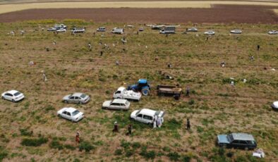 Hatay’da çiftçiden vatandaşlara soğan jesti